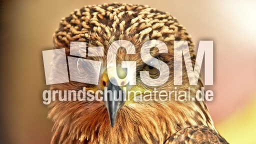 Schwarzmilan (14).jpg